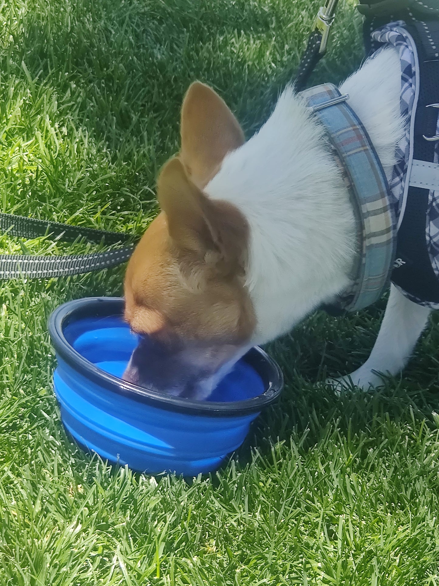 Travel Bowls