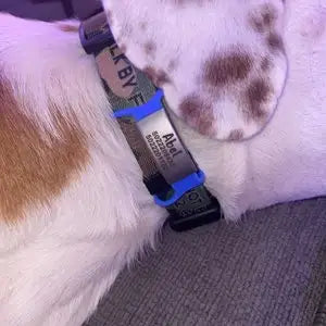 Custom Slide-On Silicone Dog Tag - Silent Pet ID Tag Personalized Engraved - Waterproof Pet Collar Accessory No Noise Free Ship